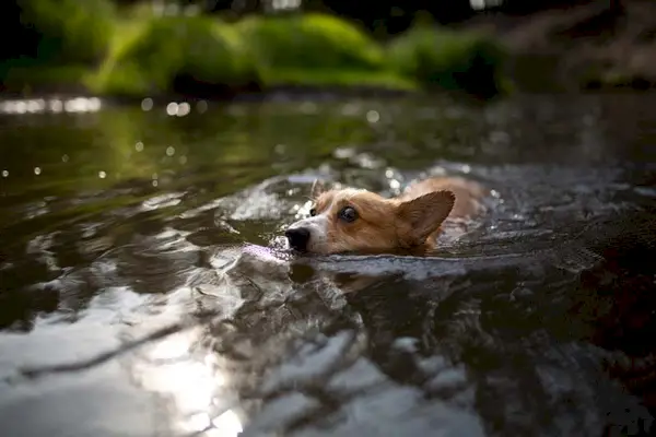 Schwimmender Pembroke-Corgi-Hund über den Fluss