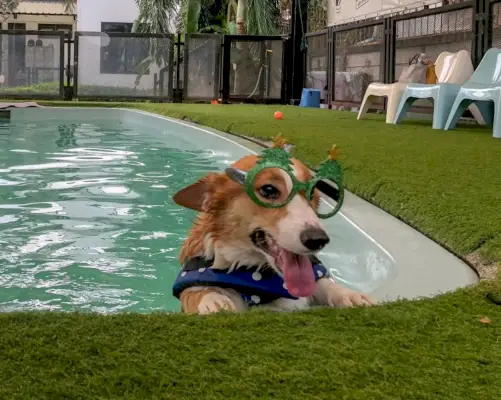 Corgi-Hund trainiert beim Schwimmen im Pool