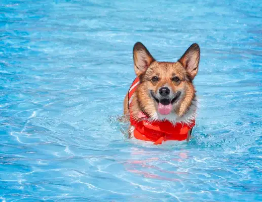 Corgi-Hund vergnügt sich mit Schwimmweste in einem örtlichen öffentlichen Schwimmbad