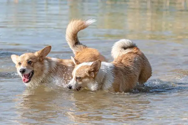 Zwei glückliche walisische Corgi-Pembroke-Hunde spielen und springen im Wasser