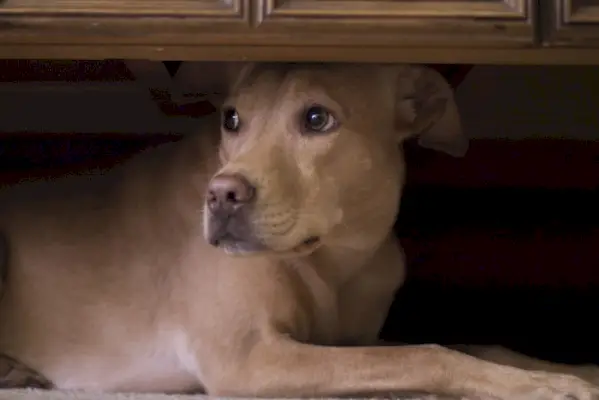 куче се крие под масата