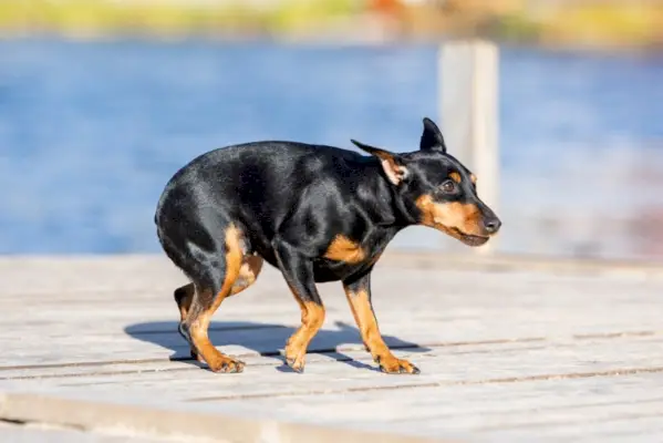 уплашено черно куче миниатюрен пинчер се разхожда по дървена палуба