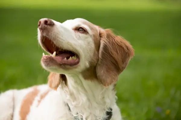 올려다보는 늙은 개