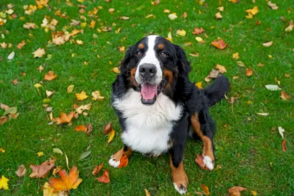bernski planšarski pes, ki sedi na prostem