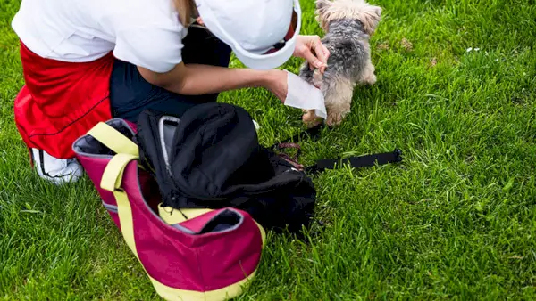 Gruczoł odbytu psa, worek odbytu psa
