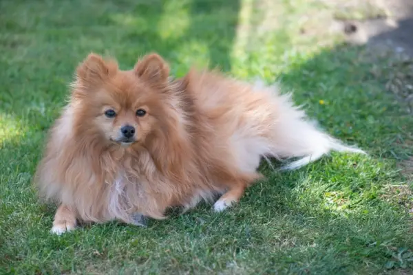 pomeranian hund liggande på gräs