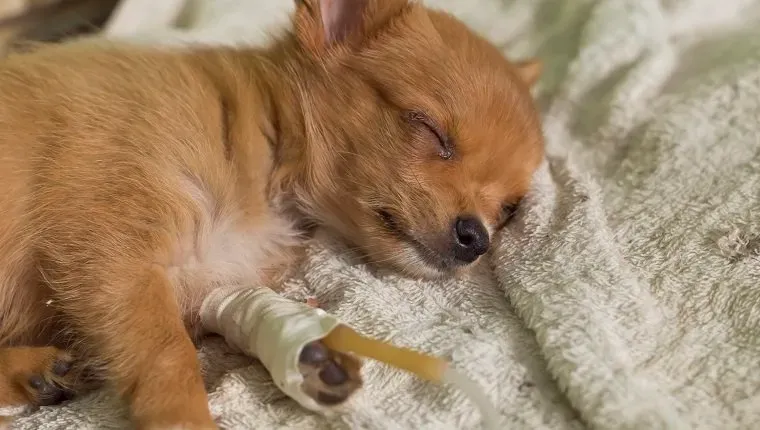 valp med saltlösning vätsketerapi' title=