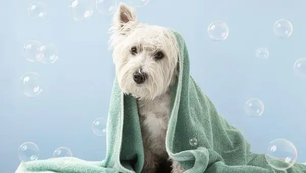 Az ökológiai kutyatermékek előnyei