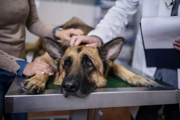 Veterinarian examining German Shepherd Dog