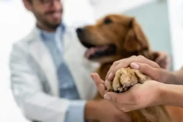 A vet looks at a Golden Retriever