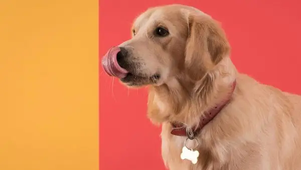 リックマットとは何ですか、そして彼らは私の犬をどのように助けることができますか？