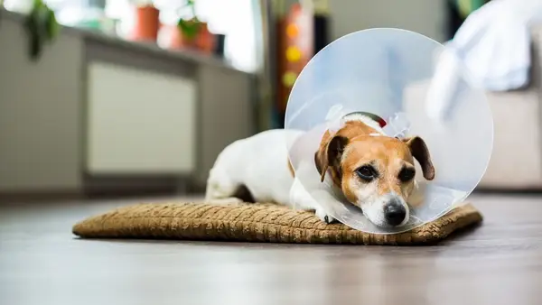 Jack Russell Terrier dog lying on a bed after neuter surgery with vet Elizabethan collar around neck
