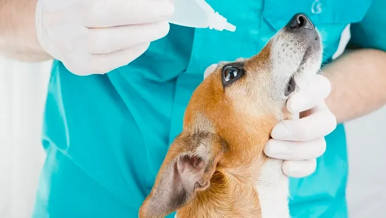 의사 수의사의 잭 러셀 테리어가 눈을 치료합니다.' title=