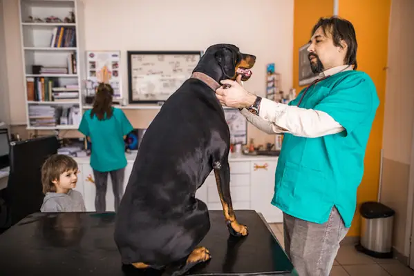 Toxinas hepáticas em cães: sintomas, causas,