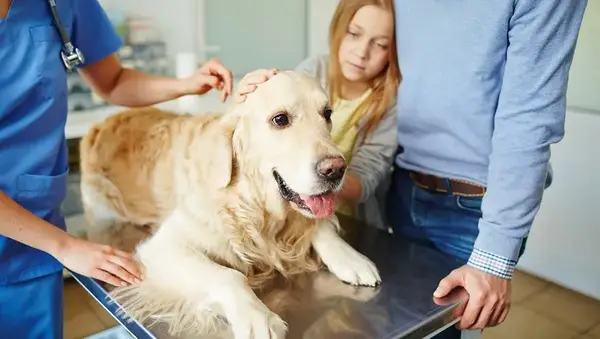 Cocismo per cani: sintomi, cose,