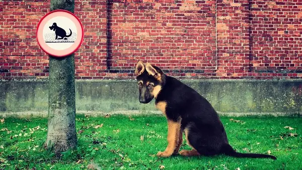 A sad dog is sitting outdoors in the grass next to a tree with a no pooping sign.