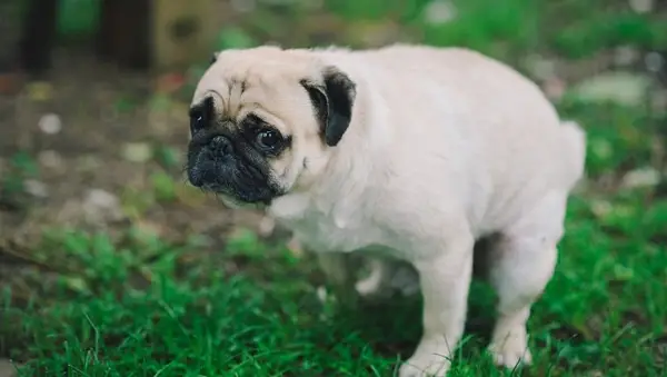 Hondenconstipatie: symptomen, factoren,