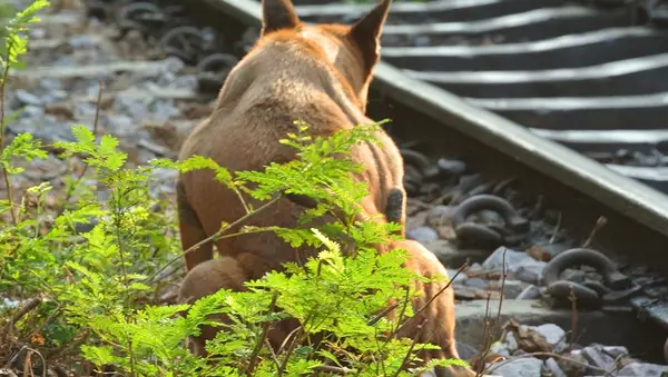 Dog Defecating By Railroad Track
