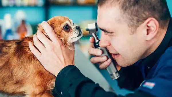 Hondeline race: symptomen, factoren,