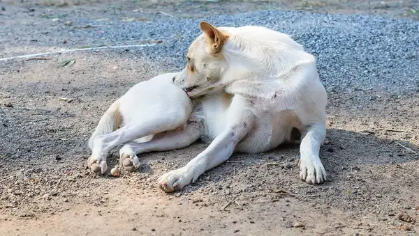 Pes: Vedľajšie účinky, výmeny, burza, burza