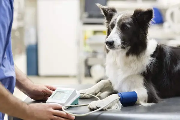 Veterinarian examining dog’s blood pressure post-surgery after receiving anesthesia.