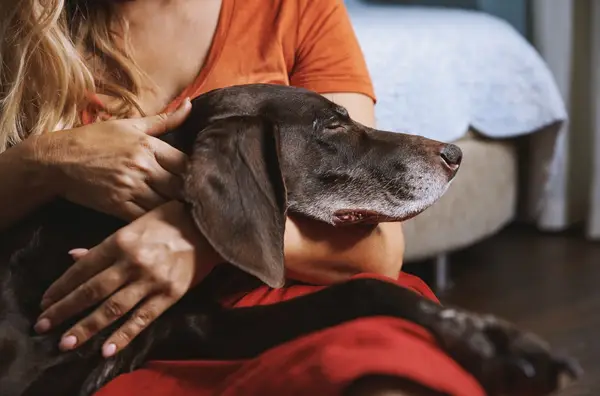 A megfelelő ház eutanázia a kutyád számára?