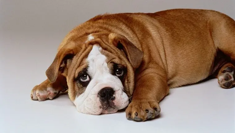 ŠTEŇA BULDOGA' title=