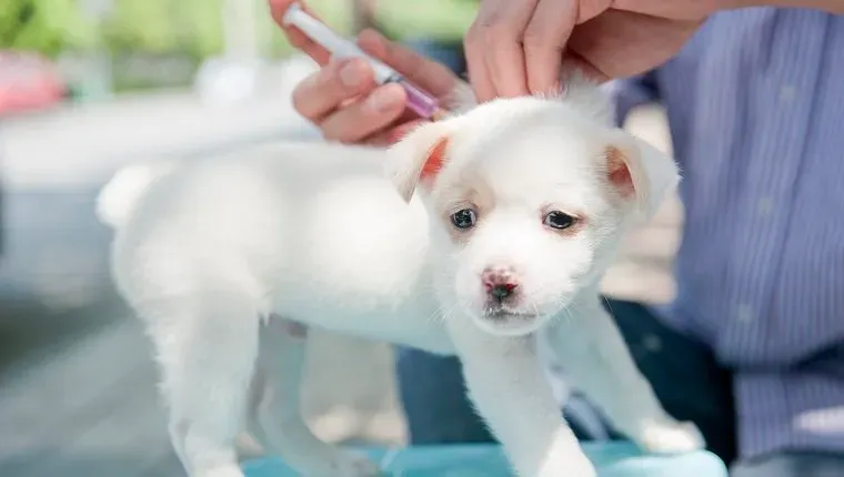 Injekcija psa' title=