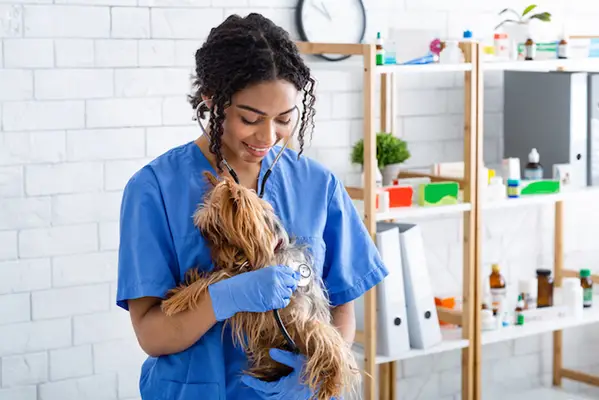 Împărțiți valva cardiacă a câinelui (tavă și dimensiuni mitrale): simptome, factori,