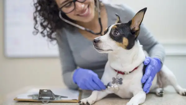 Female veterinarian doing a checkup on small dog