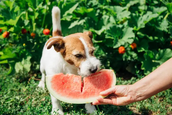Jack Russell Terrrier eating watermelon, a human food that is safe for dogs to eat.