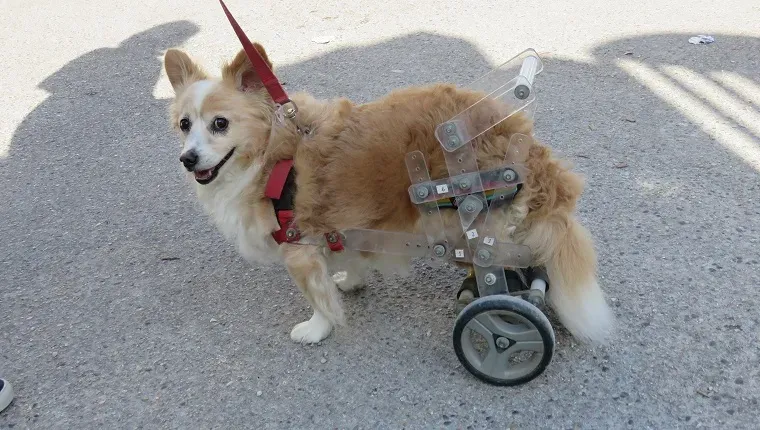 Sjuk hund utomhus' title=