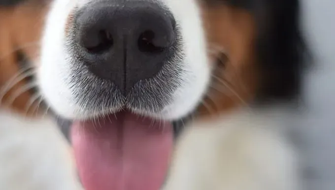 Miksi koirani viikset putoavat? Onko se normaalia?' decoding='async' fetchpriority='high' title=