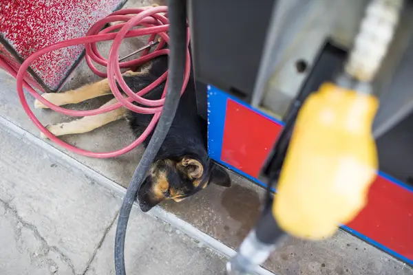 High angle of dog sleeping at gas station below pump and coiled hose, how dogs get petroleum product poisoning.
