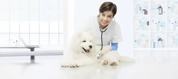 Hondenflensfouten: symptomen, factoren,