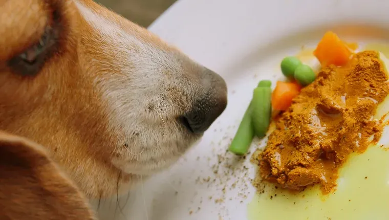 Rauw gevoede beagle hond die kurkuma gouden pasta eet met gemalen peper en olijfolie' title=