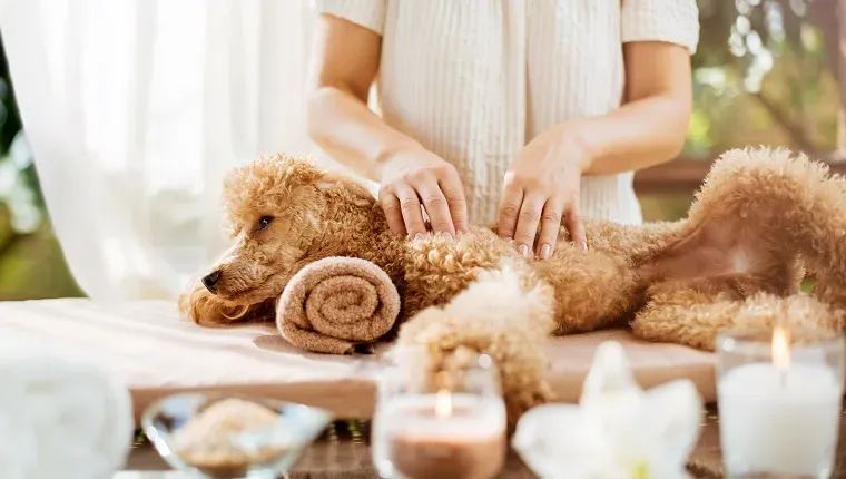 Vrouw die lichaamsmassage geeft aan een hond. Kuuroordstilleven met aromatische kaarsenbloemen en handdoek.' title=