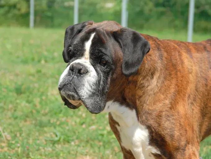 5 eenvoudige, natuurlijke manieren om de artritis van uw hond te verlichten