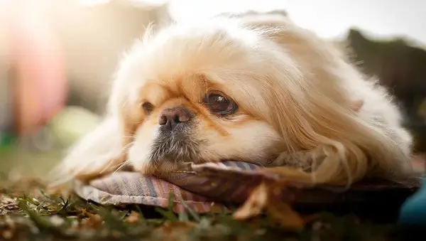 Sad dog laying down at park