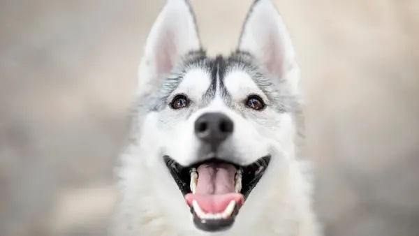 Дујво пас: Симптоми, фактори,