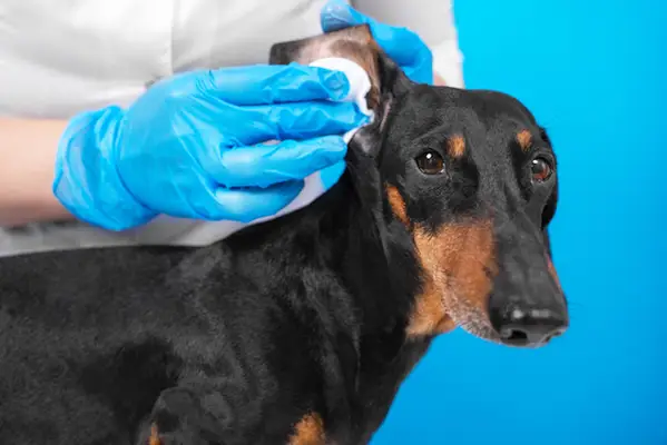Dermatitis por malassezia en perros: síntomas, causas,