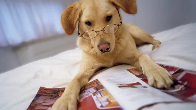Hund bär glasögon liggande på sängen med tassar på tidningen' title=