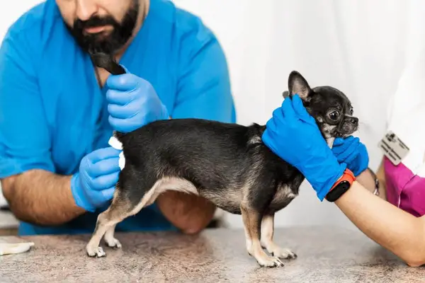 Vet cleaning dog’s rear after expressing anal glands manually — a technique to reduce scooting related to anal gland issues.
