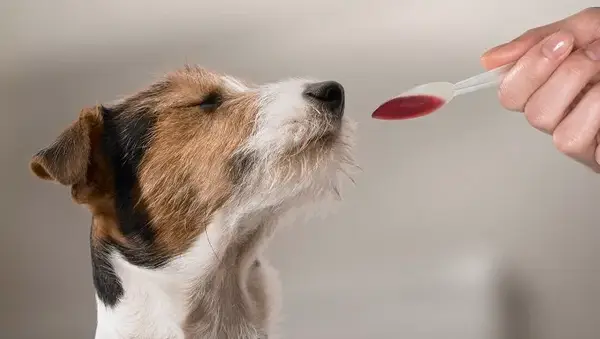 Woman feeding Jack Russell medicine on spoon, close-up