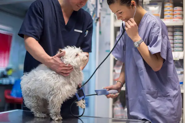 Hypertenze systému u psů: příznaky, příčiny,