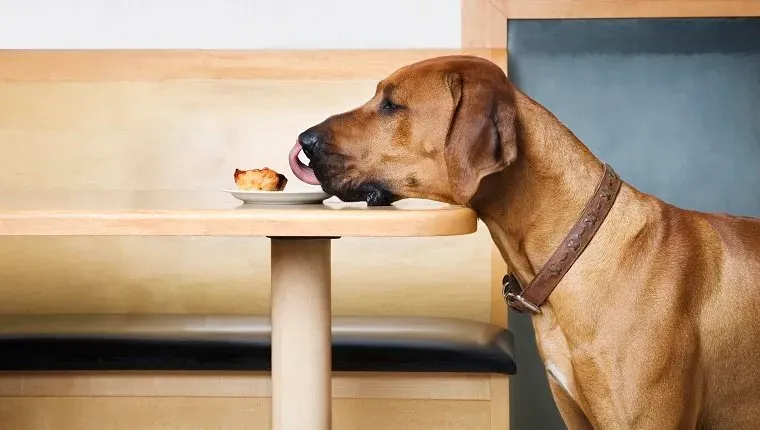 Säg 'nej' till giftig mat' title=