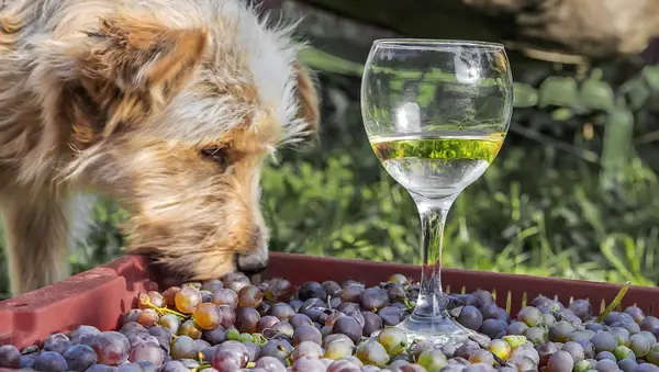 Un chien peut-il manger des raisins? Les raisins pour les chiens sont-ils sûrs?
