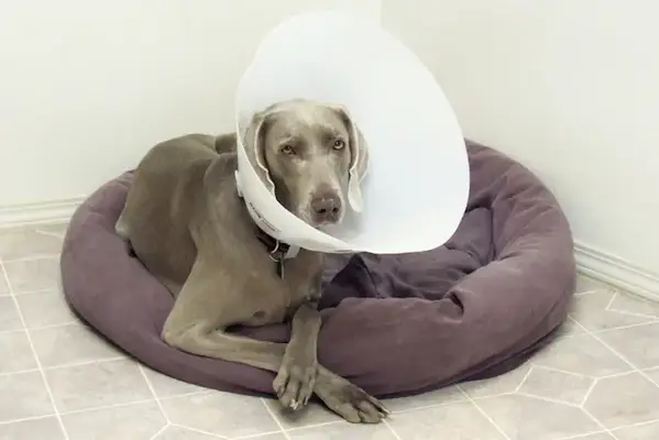 Happy Tail - Apotek, symtom, författare,