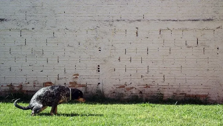 벽에 쪼그려 앉은 개' title=