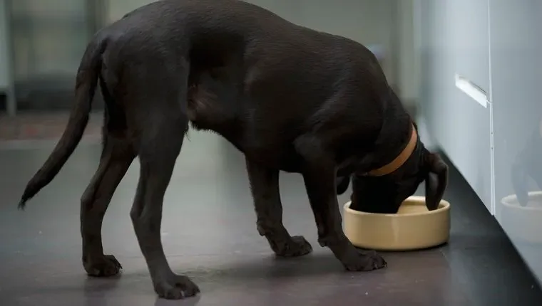 어린 블랙 래브라도 개는 개그릇 측면에서 식사를 하고 있습니다' title=